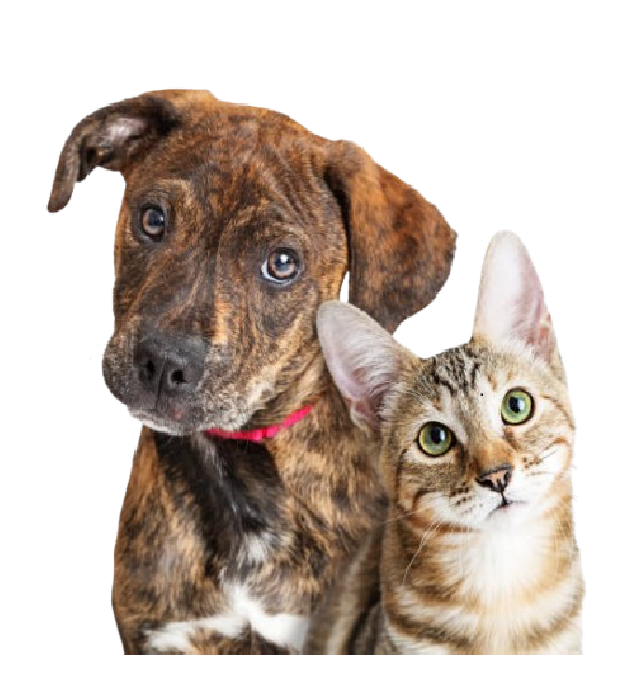 Clínica Veterinária Popular 24h Venda Nova - estrutura de clínica veterinária